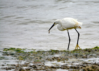 Silberreiher an der K&uuml;ste bei der Futtersuche