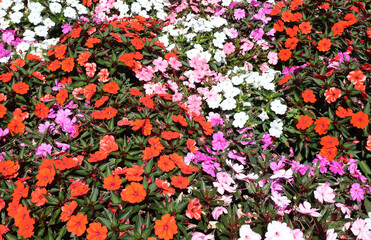 colorful background with many blossomed flowers which are called New Guinea or impatiens walleriana