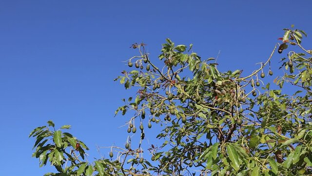 Frutos de aguacate en el &aacute;rbol en el mes de junio en el mediterr&aacute;neo creciendo