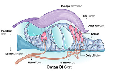 Organ of Corti Structure, Detailed Vector Illustration of Inner Ear Anatomy, Auditory System Biology Concept on White Background.