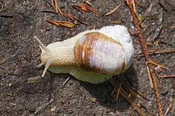 Weinbergschnecke