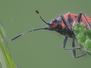 Ritterwanze (Lygaeus equestris)