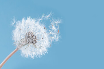 Macro nature. dandelion at sky background. Freedom to Wish. Dandelion silhouette fluffy flower.