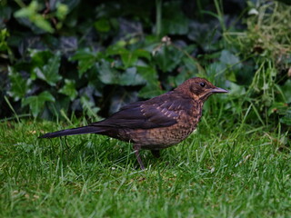 blackbird on the grass