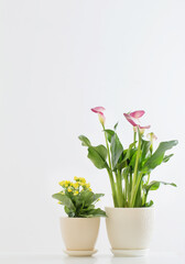 Fototapeta na wymiar pink calla lily and yellow kalanchoe in flower pot on white background