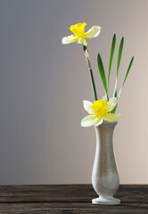 yellow narcissus  in vase on wooden table on dark background
