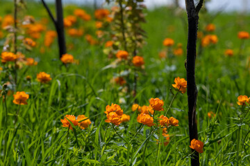 poppies in the field