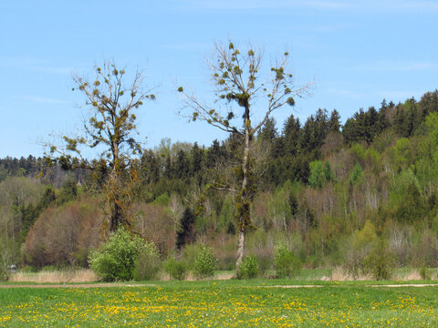 Sch&ouml;nes Oberbayern bei Glonn