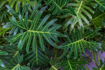 greenery leaves and natural lines on the leaves of the bush