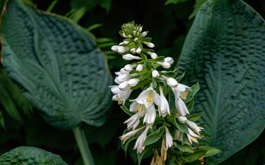 Big blue leaf Hosta in bloom