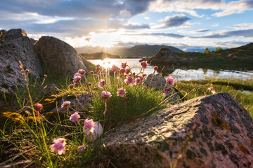 northern flowers in a summer evening on the coast of norway