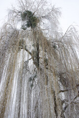Long branches of a willow tree in winter. Snow-covered tree.