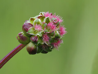 Kleiner Wiesenknopf ( Sanguisorba minor)