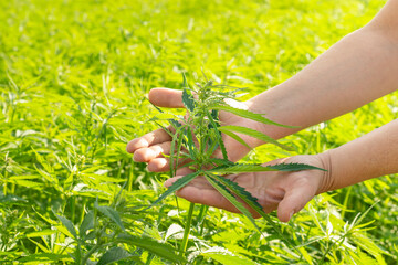 Female hands holding hemp plant in hemp plantation.Selective focus