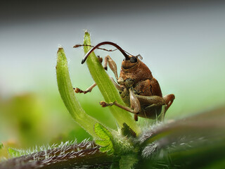 Haselnussbohrer (Curculio nucum) © Lothar Lenz