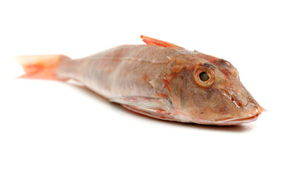 Red Gurnard Fish (Chelidonichthys cuculus) on White Background