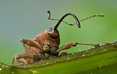 Haselnussbohrer (Curculio nucum) © Lothar Lenz