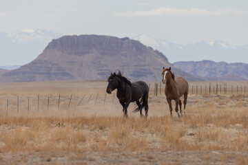 Wild Horses in the Utah Desert