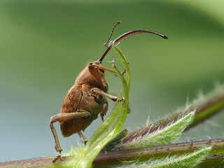 Haselnussbohrer (Curculio nucum) © Lothar Lenz