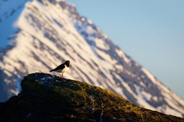 oystercatcher (sea bird) on top of a coastal rock in northern norway