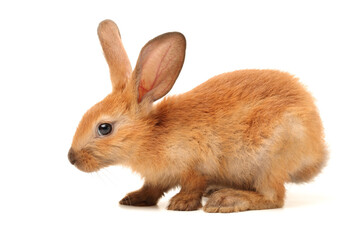 Fototapeta premium rabbit on white background