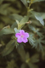 Flower - Summer 2021 in June - Warm Day