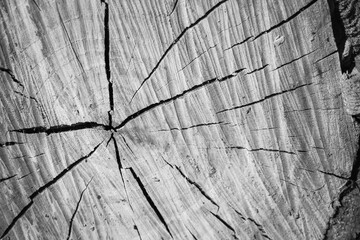 Circular pattern with cracks of an old wooden log