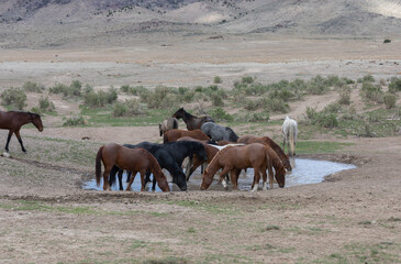 Wild Horses in the Utah Desert