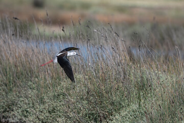 A close-up of a waterfowl, a black and white bird with very long red legs. himantopus
