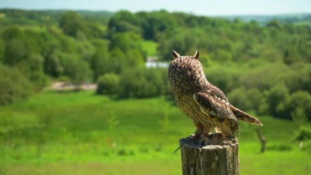 Long eared owl bird of prey standing on hand tries to fly botanic garden closeup