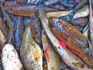 snakehead(Channa striata) fish in the market.