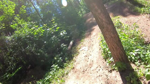 Forest Path On A Sunny Summer Day. High-speed FPV Flaing Drone Point Of View