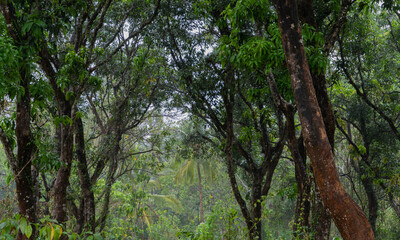 Obraz premium ForestNature