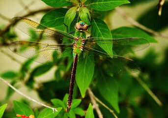 Green Dragonfly