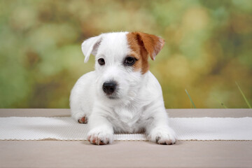 Jack Russell terrier on a green background