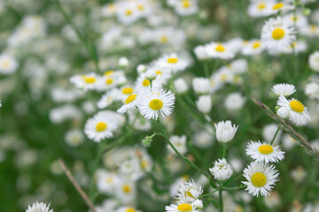 Camomile field. Blooming daisies in nature. Natural background.