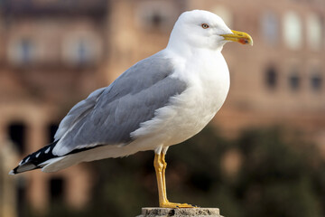 Goéland perché à Rome
