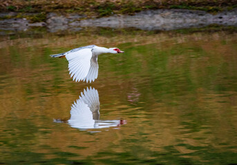 Muscovy Duck