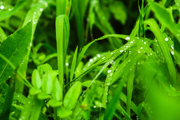 Beautiful green field in the sun. Background.