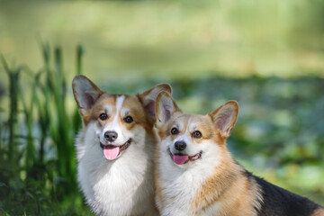 corgi dog in the park