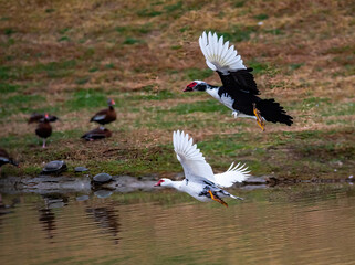 Muscovy Ducks