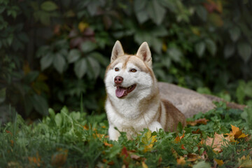 husky dog in the park