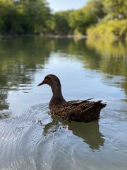 duck on the water