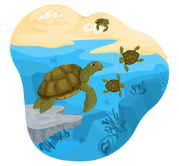 Turtle Life Cycle Composition