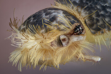 macro of a silverfish