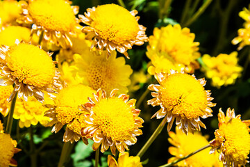 Close-up vivid multi color blossom of Chrysanthemum flower in garden. Beautiful blooming flowers...