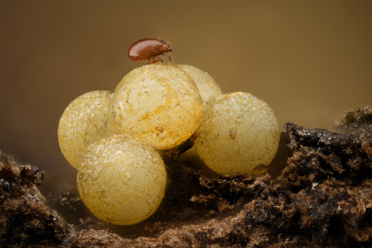 Macro of insect eggs