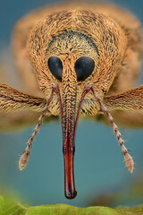 close up of a weevil © Harry