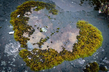 heart-shaped moss on the norwegian coast