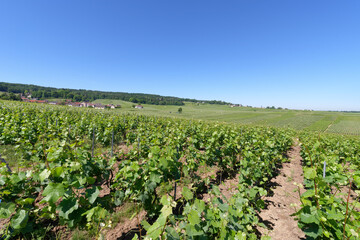 Fototapeta na wymiar Vineyards in the hills of the Reims mountain regional nature park. Verzenay village